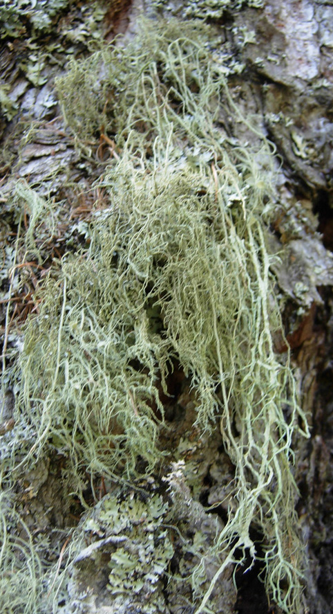 Licheni dalla Vallesinella