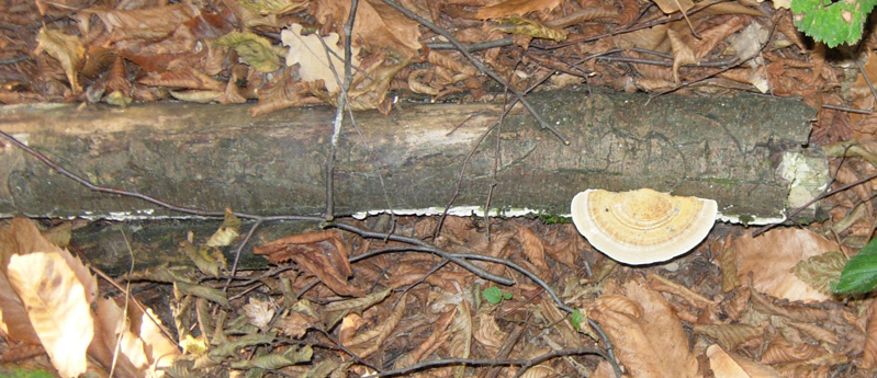 Tre funghi per un tronco
