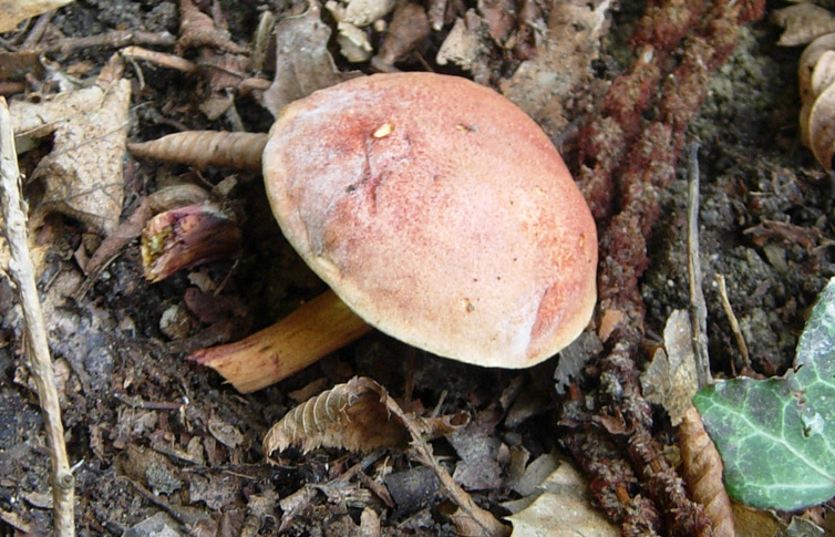 Xerocomus ferrugineus?  Lepiota sp?