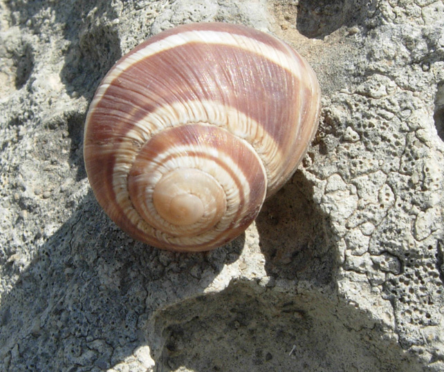 Helix da Creta