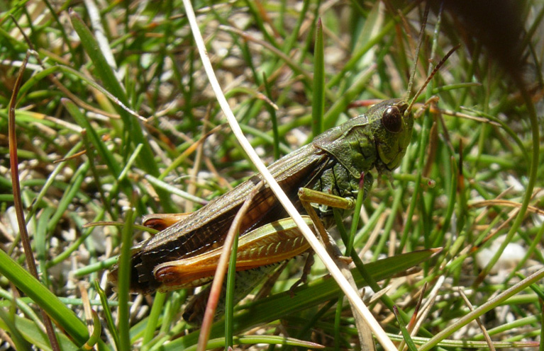 Tutti Stauroderus scalaris