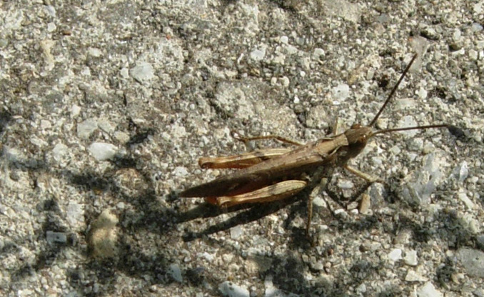 Euchorthippus declivus e Chorthippus parallelus