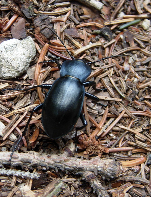 Carabus glabratus latior