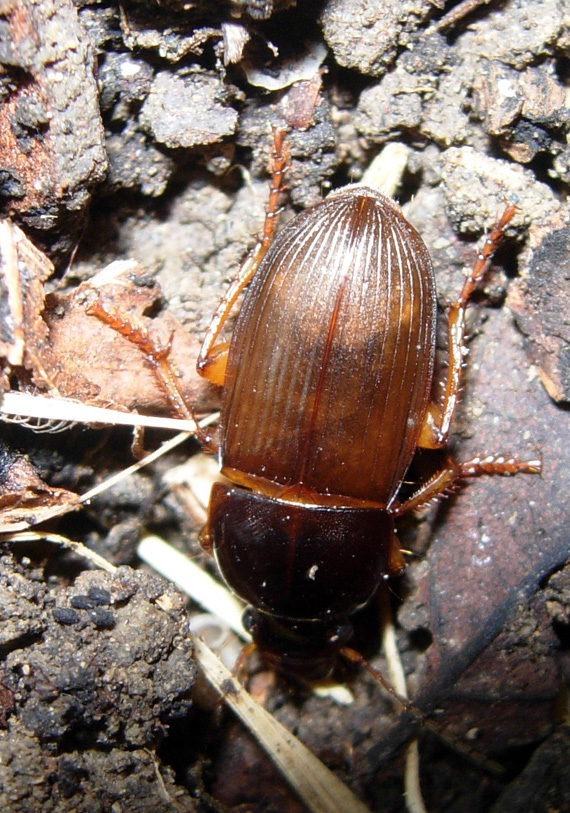 Brachynus cfr. crepitans, Harpalus dimidiatus e Coraebus rubi