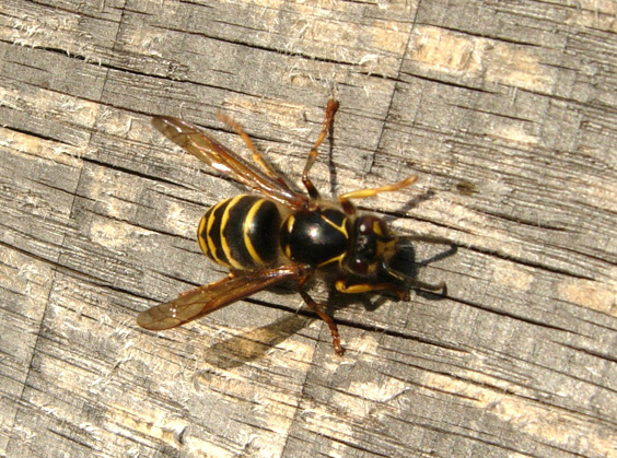Vespidae: Dolichovespula?