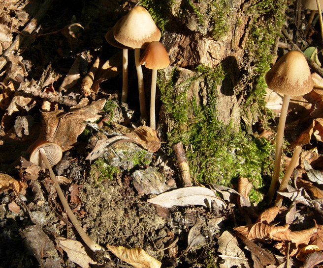 Due funghi da Rio Rocca