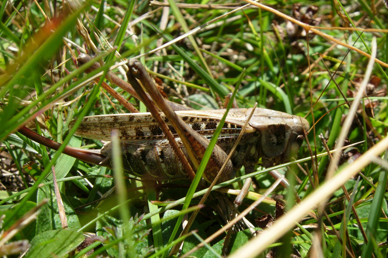 Ortotteri trentini: Decticus verrucivorus, Podisma pedestris