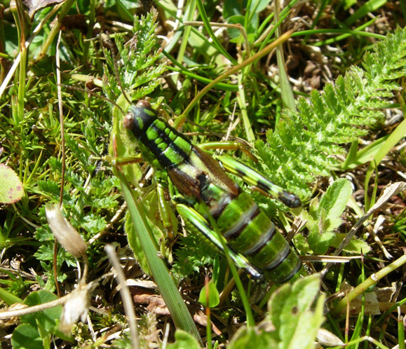 Ortotteri trentini: Decticus verrucivorus, Podisma pedestris