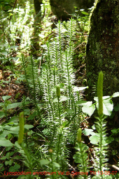 Lycopodiaceae: Lycopodium annotinum e Huperzia selago