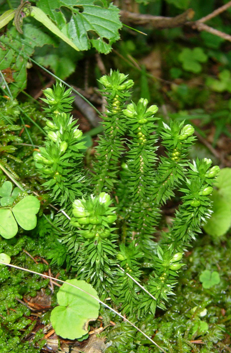 Lycopodiaceae: Lycopodium annotinum e Huperzia selago