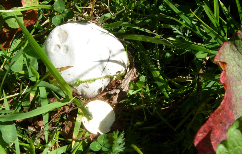 Funghi 