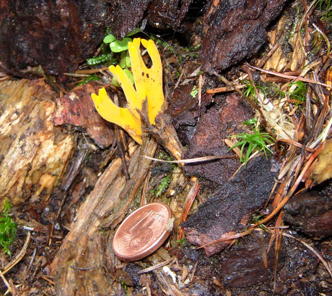 Funghi 