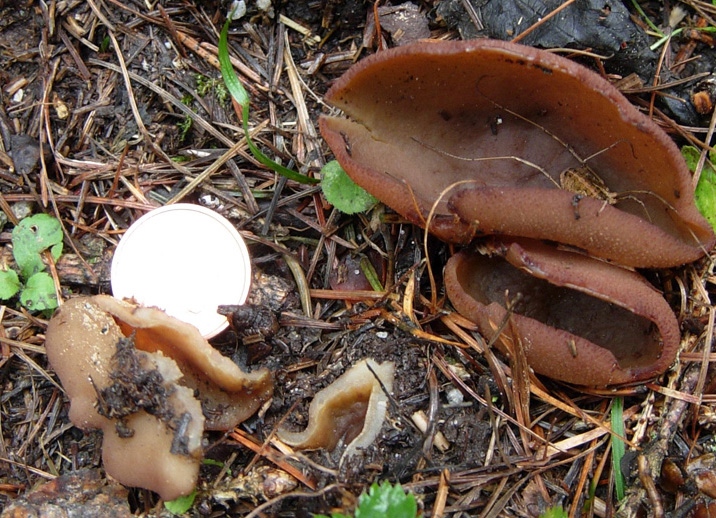 Funghi 