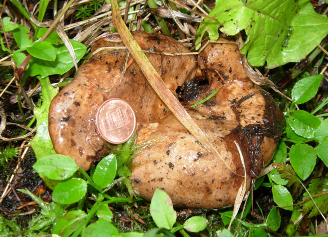 Funghi 