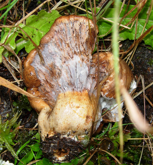 Funghi 
