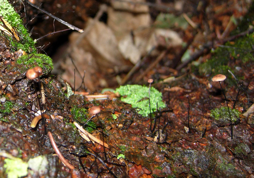 Funghi 