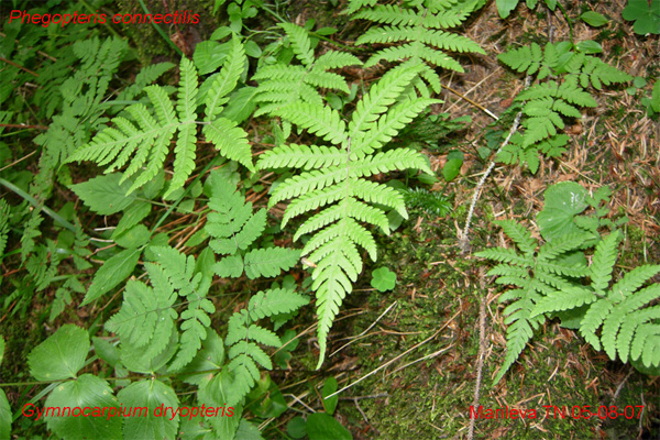 Phegopteris connectilis + Gymnocarpium dryopteris