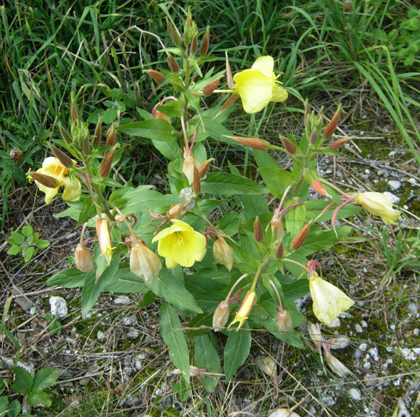 Oenothera sp. e Astrantia major