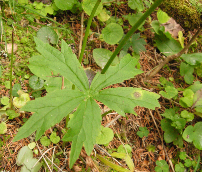 Oenothera sp. e Astrantia major