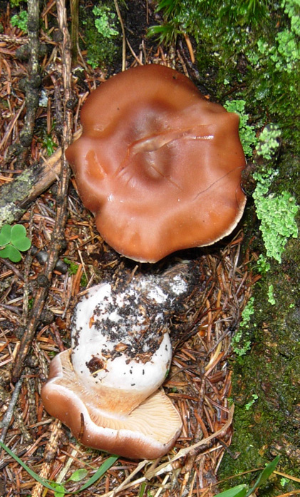 Cortinarius sp??? Tricholoma sp???