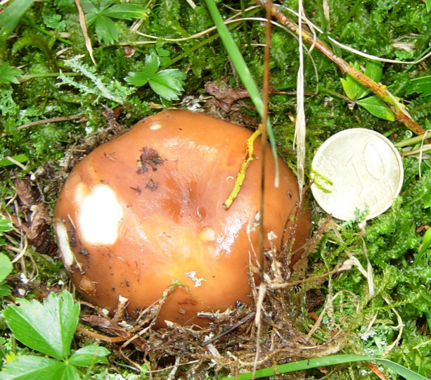 Cortinarius sp??? Tricholoma sp???