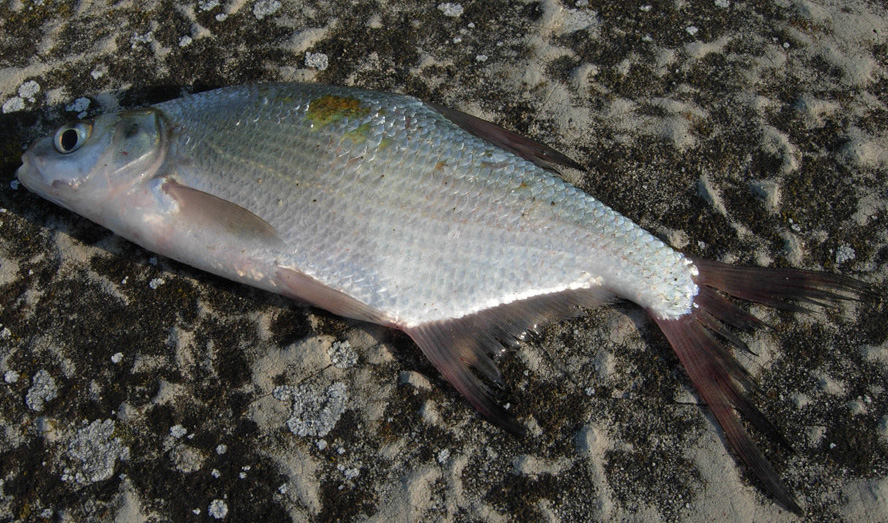 Svuotano le botti