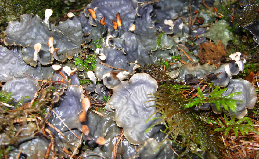 Peltigera?