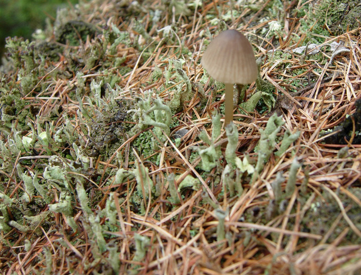 Tutte Cladonia?