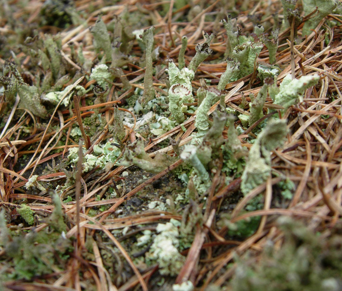 Tutte Cladonia?