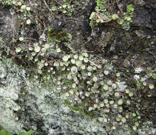 Tutte Cladonia?