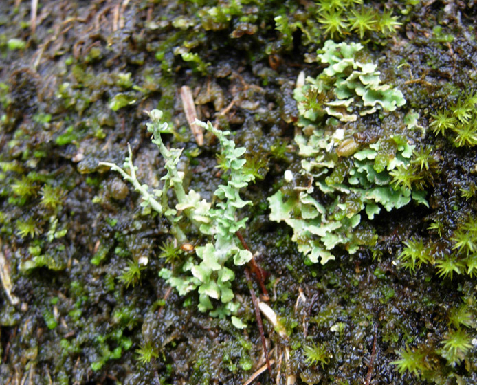 Tutte Cladonia?