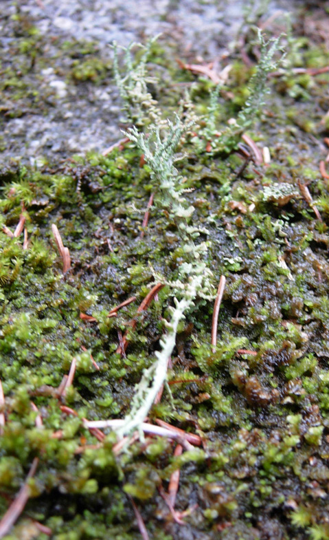 Tutte Cladonia?