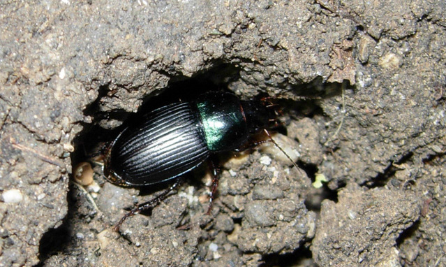 Carabidae: crux et delitia...