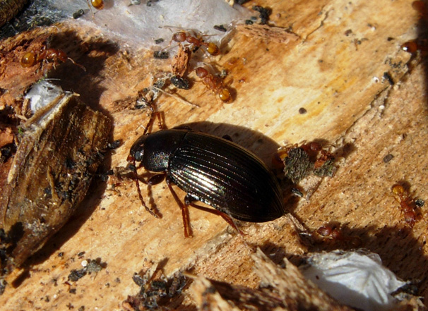 Carabidae: crux et delitia...