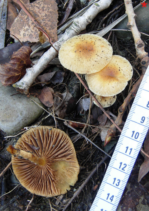 Funghi... e la mia prima micro!