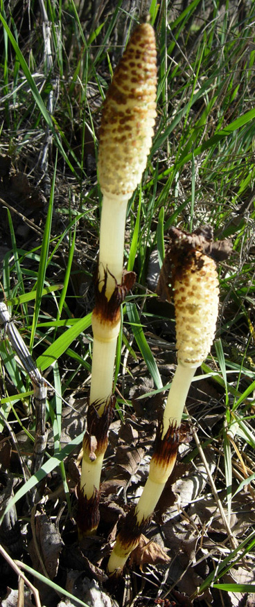 Confusioni tra Equisetum telmateja e arvense