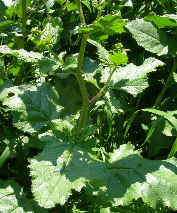 Ancora dubbi... Brassica nigra?