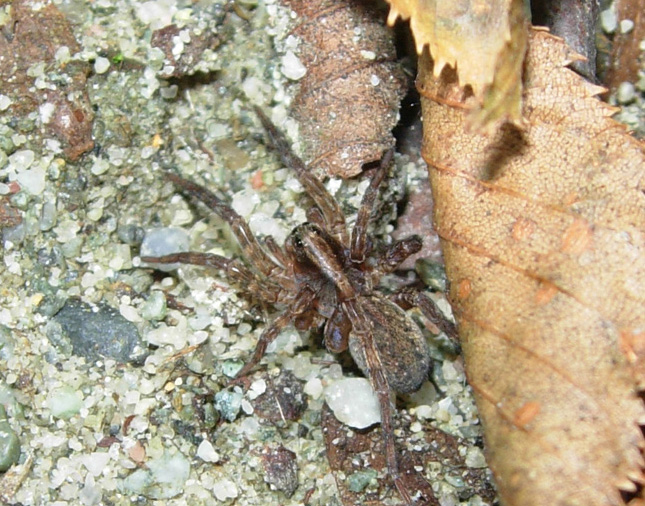 Tre Lycosidae (Trochosa, Alopecosa e Pardosa?)