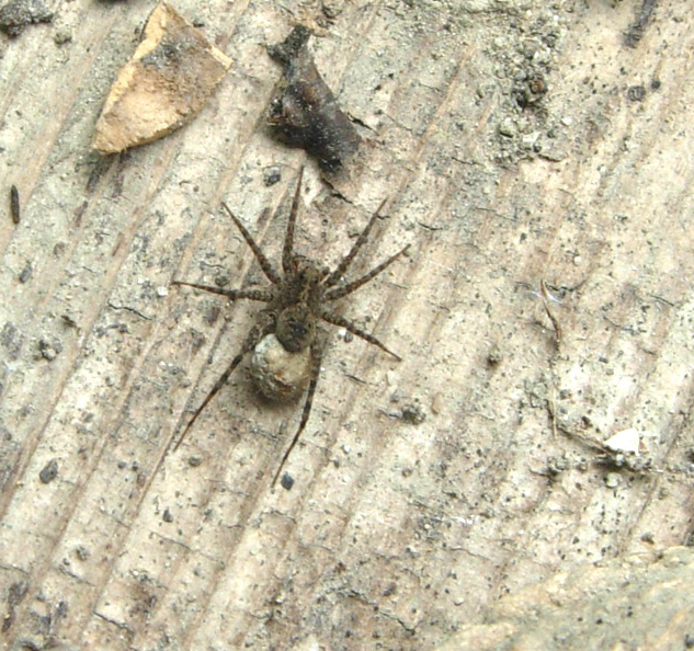Tre Lycosidae (Trochosa, Alopecosa e Pardosa?)