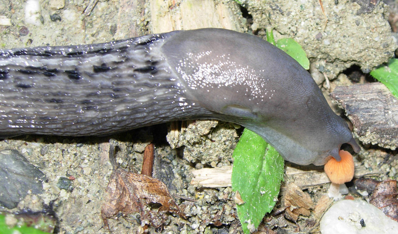 La golosona: Limax aldrovandi Moquin-Tandon 1855 da Rio Rocca (RE)