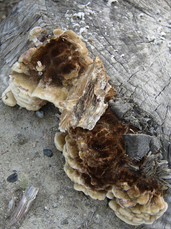 Phellinus sp ? (Funalia trogii)