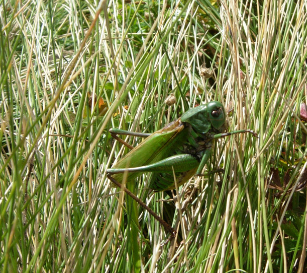 Decticus verrucivorus e Tettigonia cantans