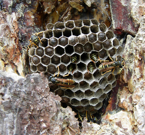 Vespidae: Dolichovespula?