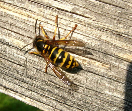 Vespidae: Dolichovespula?