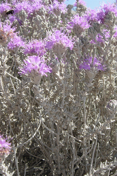 Da Creta: Thymbra capitata