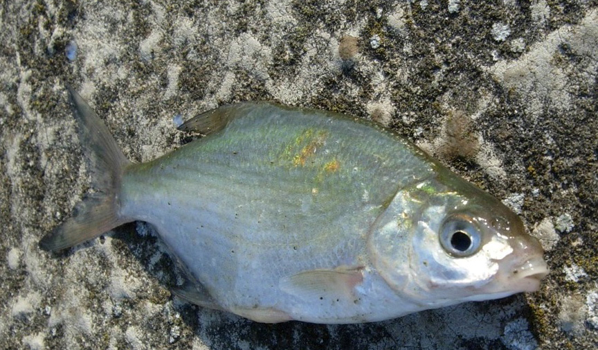 Svuotano le botti