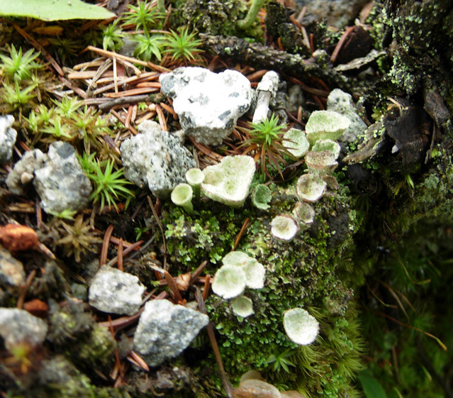 Tutte Cladonia?