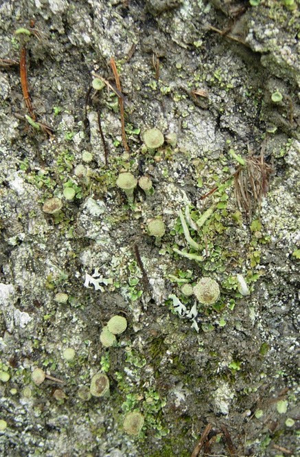 Tutte Cladonia?