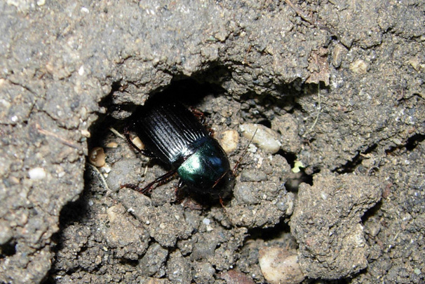 Carabidae: crux et delitia...