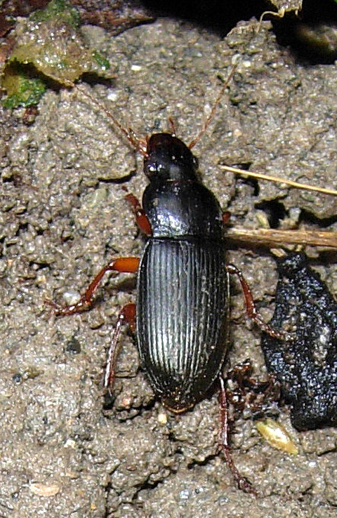 Carabidae: crux et delitia...